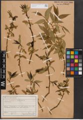 Foto von Salix fragilis L.